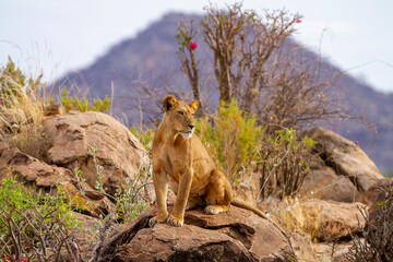 Lion lioness "Panthera leo" sits on rocky outcrop in Samburu National Park, Kenya, Africa. Big cat spotted on African safari vacation. Green bush and mountain beyond  © Nicola.K.photos