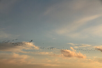 migratory birds fly in V-shape