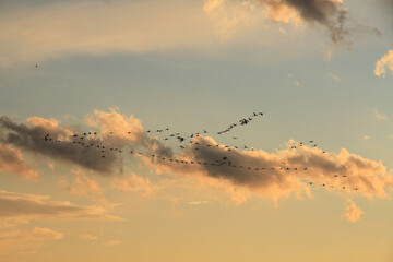 migratory birds fly in V-shape