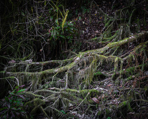 roots in the forest