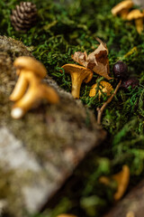 Raw chanterelles mushroom on wood