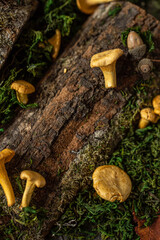 Raw chanterelles mushroom on wood