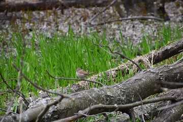 Natural reserve of Yamachiche peninsula