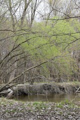 Natural reserve of Yamachiche peninsula