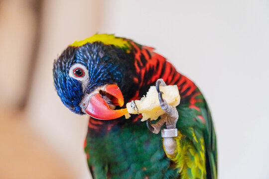 Kolorowa egzotyczna papuga jedząca jabułko