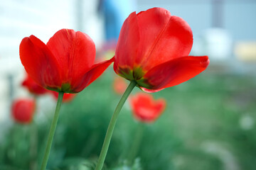 Red tulips in the garden. Summer flowers.