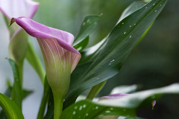 Blossoming light purple calla with green leaves