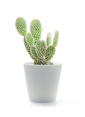 Small natural green succulent or cactus, Opuntia cactus plant in white ceramic pot isolated on a white background by a front view, Suitable as a design object
