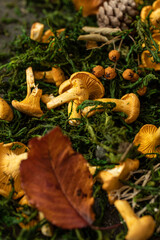Raw chanterelles mushroom on wood