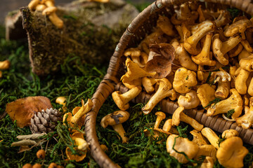 Basket full of chanterelles. Fresh chanterelle mushrooms