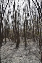 Natural reserve of Yamachiche peninsula