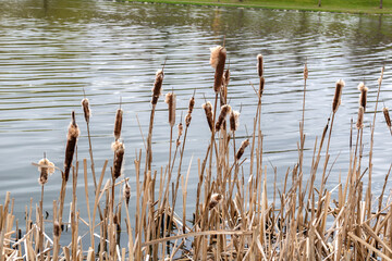 Reeds on the lake