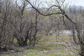 Natural reserve of Yamachiche peninsula