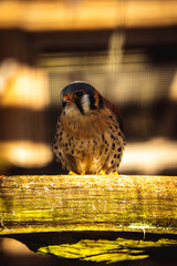Vogel am Morgen
