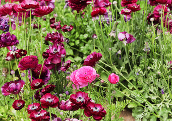 ranunculus farm