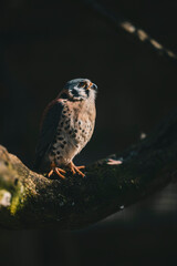 Vogel am Morgen