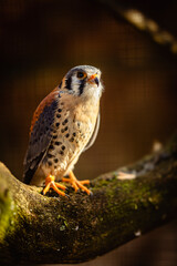 Vogel am Morgen