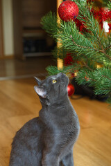 Happy russian blue cat plays with a Christmas toy. Christmas season, new year, holidays and celebration. Funny cat sitting at home. Christmas cat.