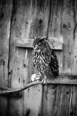Vogel am Morgen