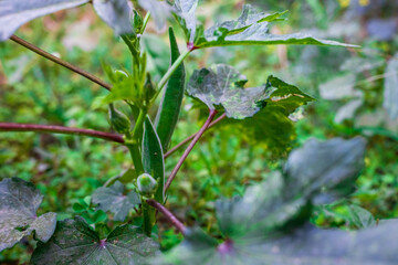 Okra or Lady finger closeup. Organic okra in the backyard garden.