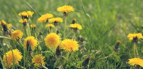 Close up flowers yellow dandelions and sunlight.