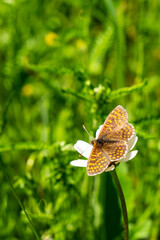 butterfly on leaf