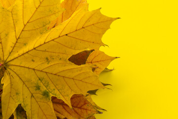 Autumn maple leaf close-up on yellow background. rich color background