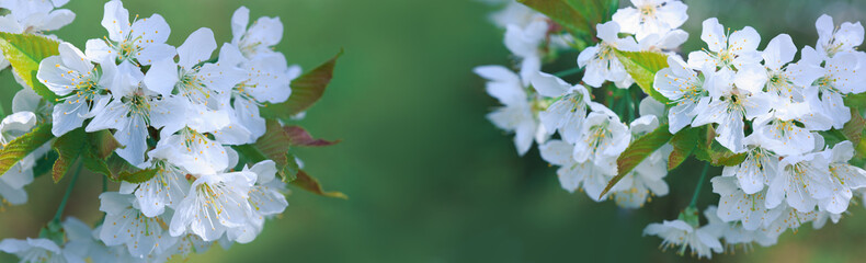 Close up on white cherry blossoms. Spring background.