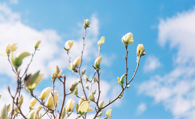 Beautiful flowering on a sunny day, flowering tree - beautiful flowering branch of magnolia in spring - magnolia flower