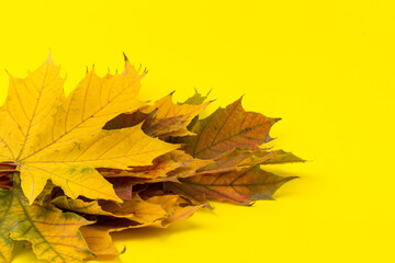 Autumn maple leaf close-up on yellow background. rich color background