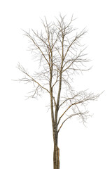 The leafless tree appears to be dying on a white background