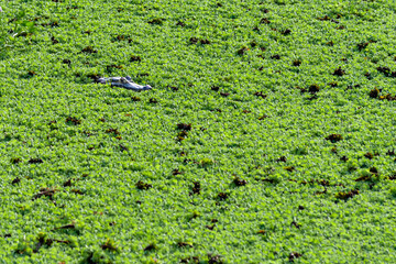 Cayman wetland in a pond covered with aquatic plants, with its head out of the water, peeking out at prey