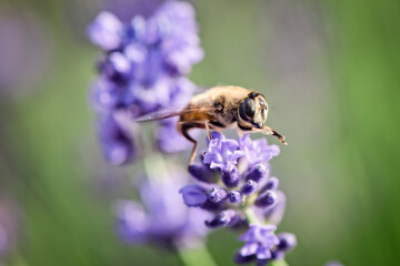 Washing hands on lavender