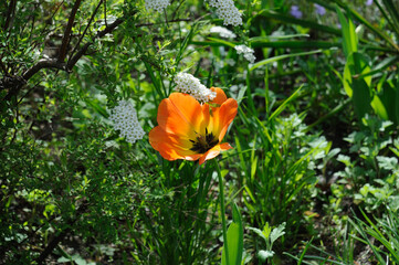orange flower in the garden