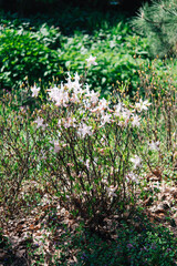 White Cunningham Rhododendron (Rhododendron caucasicum x Rhododendron ponticum var.Album) in the garden, flower card on a bright sunny day