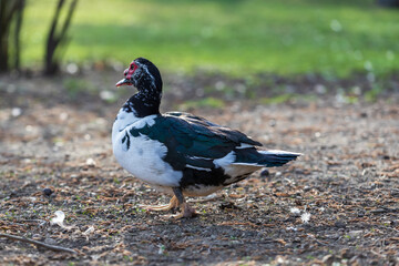 Black and white duck with a red beak in the meadow.