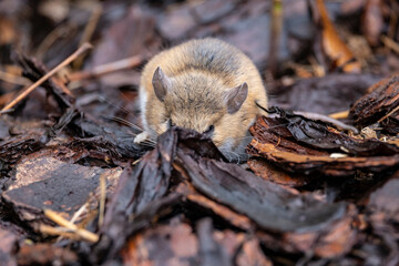 Mouse in a Garden Foraging
