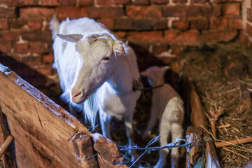 Cute white goat mother and kids on farm stable. Domestic animal concept