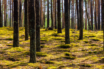 Early spring landscape of mixed European forest thicket in Mazovia Landscape Park town of Otwock, near Warsaw in central Poland - obrazy, fototapety, plakaty