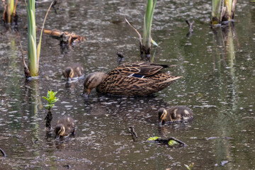 Stockente mit Küken