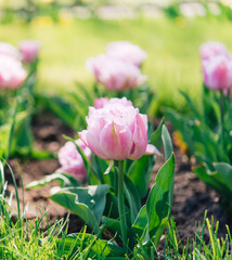 
Tulip flowers with green leafy background in tulip field in winter or spring for postcard decoration and agriculture concept design.