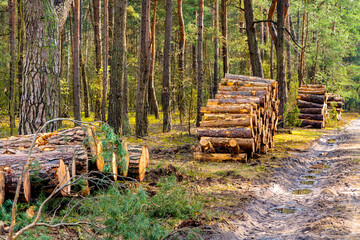 Pile of cut raw wood trunks after massive deforestation activities in mixed European forest in Mazovia Landscape Park town of Otwock, near Warsaw in central Poland