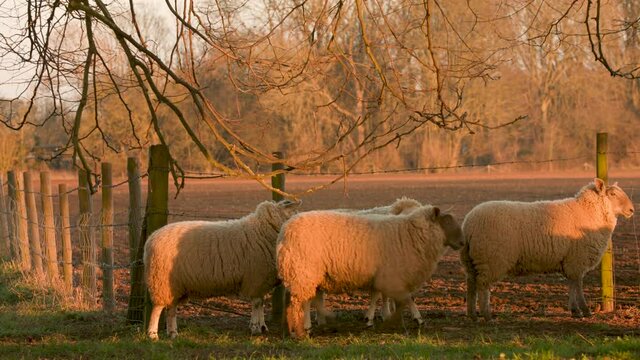 4K video clip showing flock of sheep grazing, eating grass walking in a field with trees and a fence on a farm at sunset or sunrise
