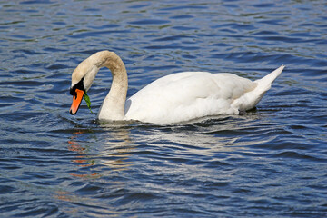 Swan on the River Teign	