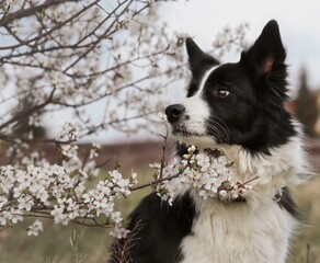 Cute Border Collie with Side Look next to Sloe Blossom during Spring. Black and White Dog Looks to the Left to White Flowering Tree.