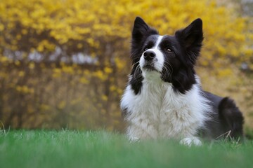 Attentive Border Collie Lies Down in Green Lawn in the Garden. Cute Black and White Dog in Grass during Springtime.