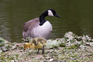 Kanadagans mit Küken