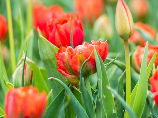 Blooming tulips. Beautiful spring flowers.