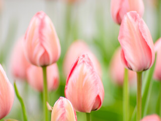 Blooming tulips. Beautiful spring flowers.