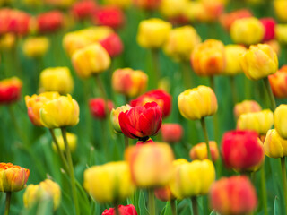 Blooming tulips. Beautiful spring flowers.